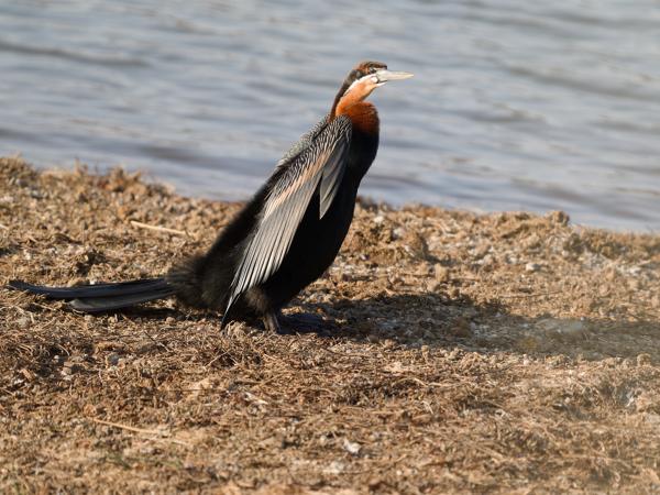 <h3><a href="/trips/safari/biota/animalia/chordata/aves/016 suliformes/004 anhingidae/anhinga rufa/anhinga rufa-nl.html">Anhinga&nbsp;rufa</a> / African&nbsp;darter / Afrikaanse&nbsp;slangenhalsvogel</h3>OM-1 met OLYMPUS M.150-400mm F4.5 TC, 1/2000 sec  bij F5.6, ISO 1250, afstand 22.4&nbsp;m